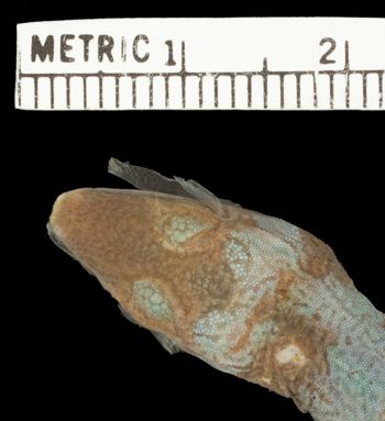 Media type: image;   Herpetology R-52312